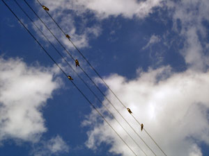 wirebirds